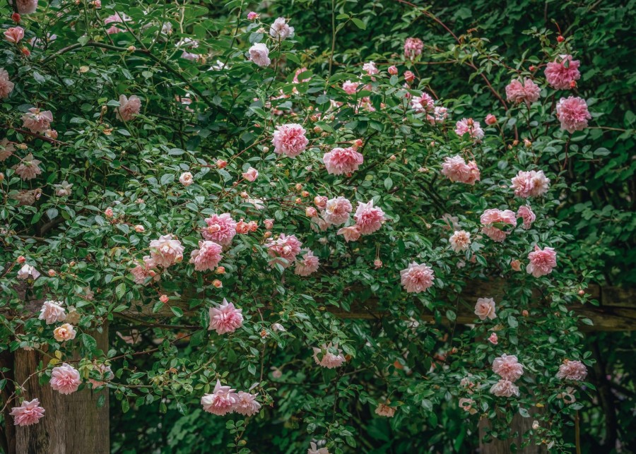 Plants David Austin Roses Rose Garden | Paul Noel Rose