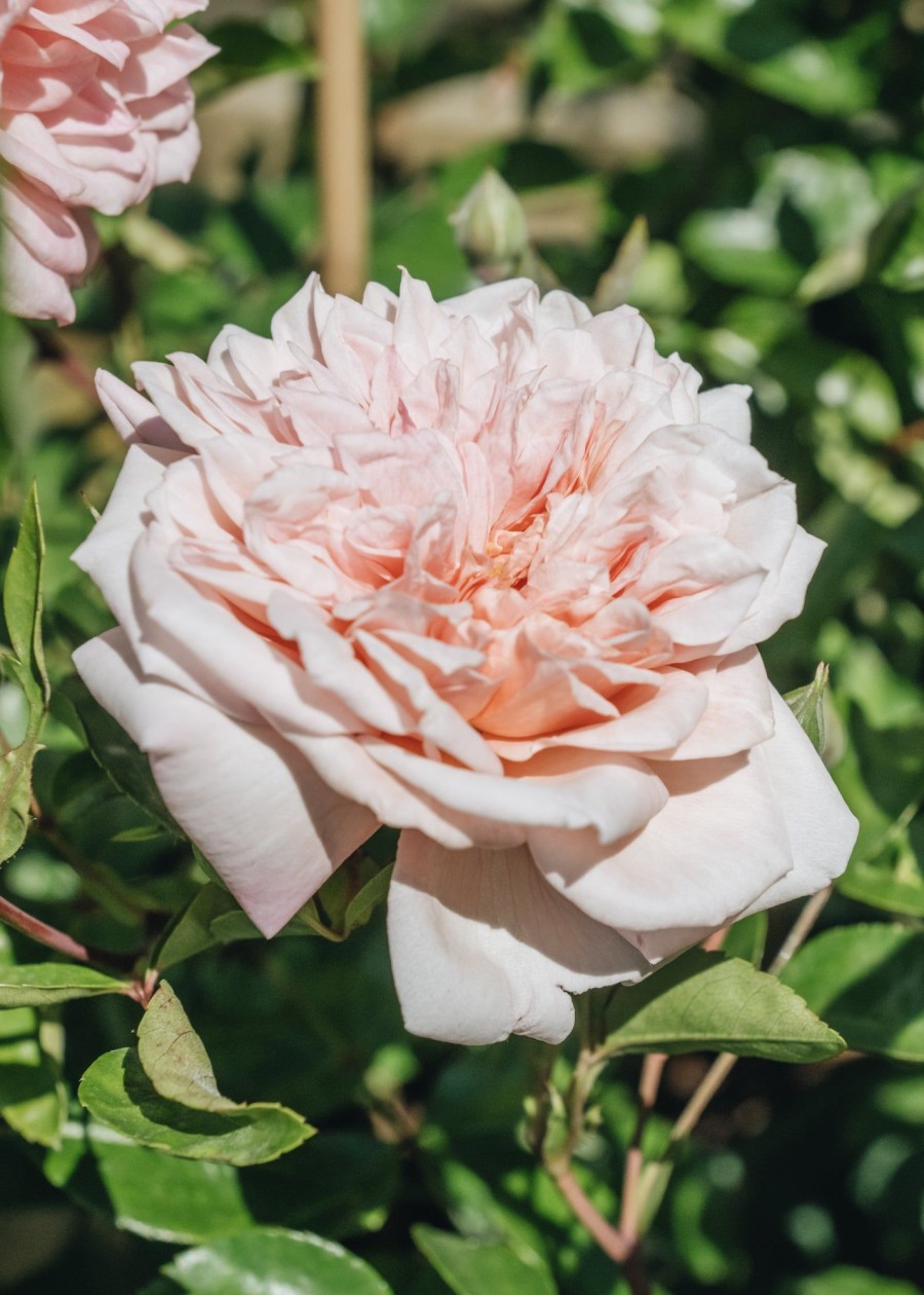 Plants David Austin Roses Rose Garden | Paul Noel Rose