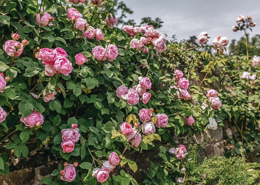 Plants David Austin Roses Rose Garden | David Austin Rosa Constance Spry Clg Agm