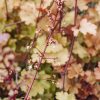 Plants Heuchera Cottage Garden | Heuchera Marmalade