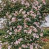 Plants David Austin Roses Rose Garden | David Austin Open Arms Rose