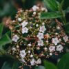 Plants Viburnum Cottage Garden | Viburnum Tinus Spirit