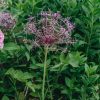 Plants Allium Cottage Garden | Allium Christophii Agm