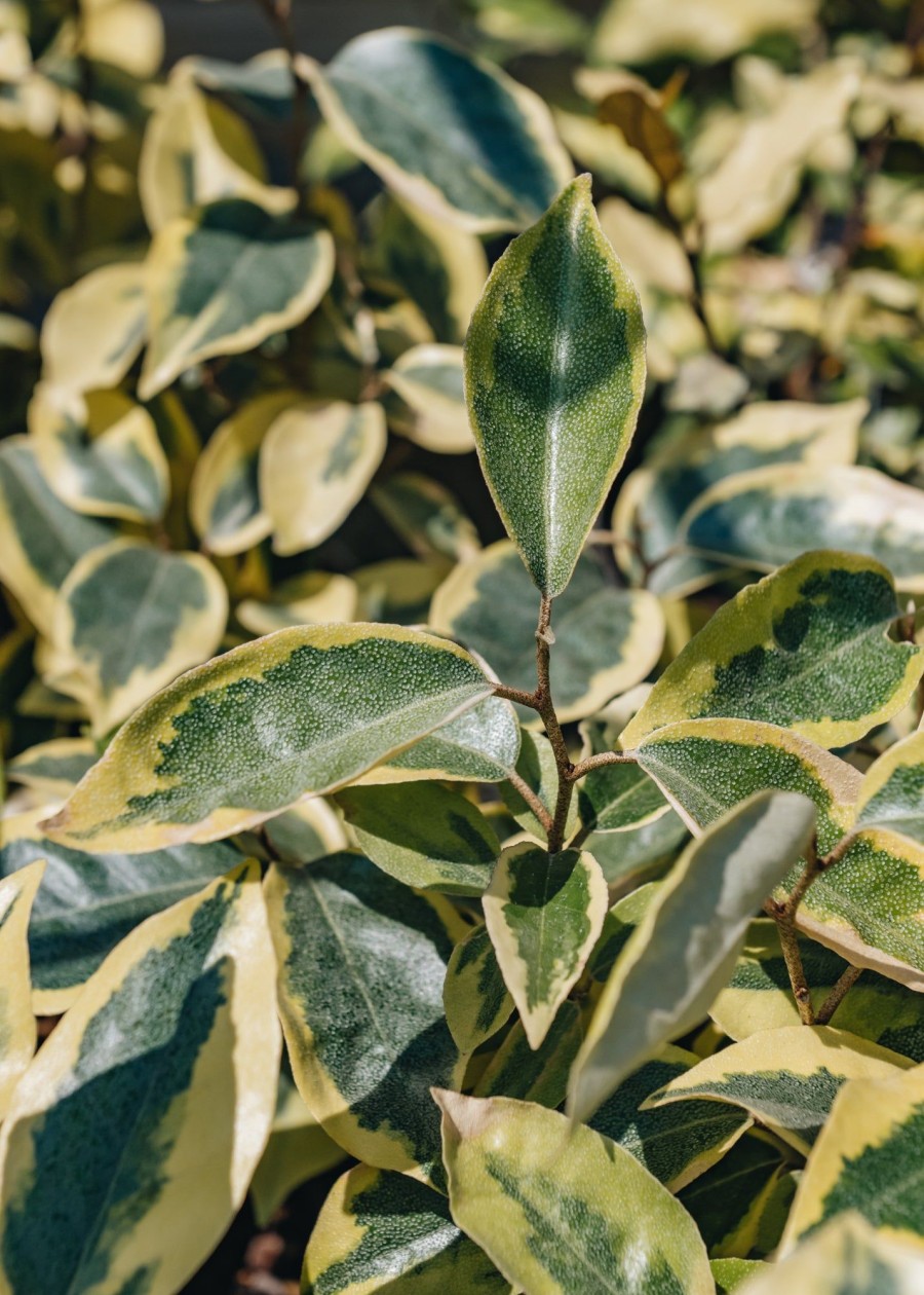 Plants Elaeagnus Cottage Garden | Elaeagnus Ebbingei Gilt
