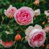 Plants David Austin Roses Rose Garden | David Austin Lochinvar Rose