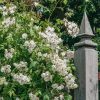 Plants David Austin Roses Rose Garden | David Austin Bobbie James Agm Rose