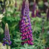 Plants Lupin Perennials | Lupin Masterpiece 3L