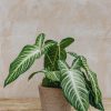 Interiors Houseplants Houseplants & Pots | Caladium Lindenii (Xanathosoma)
