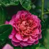 Plants David Austin Roses Rose Garden | David Austin Rosa Princess Anne