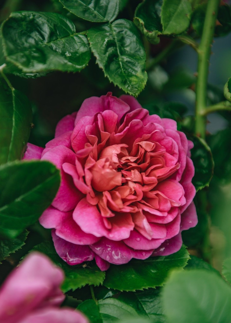 Plants David Austin Roses Rose Garden | David Austin Rosa Princess Anne