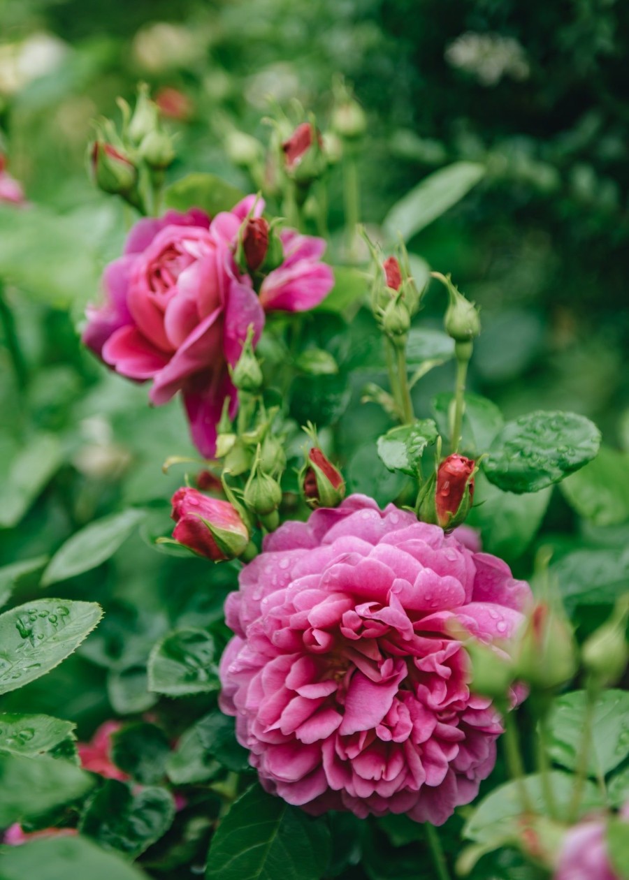 Plants David Austin Roses Rose Garden | David Austin Rosa Princess Anne