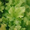 Plants Heuchera Perennials | Buy Heuchera Lime Marmalade