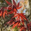 Plants Acer Trees & Shrubs | Acer Palmatum Bloodgood 3L