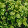 Plants Better Buxus Cottage Garden | Better Buxus Heritage