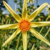 Plants Taylors Bulbs Dahlia Tubers | Dahlia 'Honka' Tuber, Pack Of One Tuber