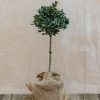 Plants Ilex Cottage Garden | Ilex Mutchagara Nellie R Stevens