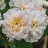 Plants David Austin Roses Rose Garden | David Austin Elizabeth Rose