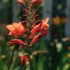 Plants Crocosmia Prairie Garden | Buy Crocosmia Red King| Plants