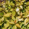 Plants Abelia Cottage Garden | Abelia Gold Jewel 3L