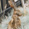 Art Burford Gallery Sculpture | Buy Looking Down Hare