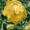 Plants Trollius Cottage Garden | Trollius Lemon Queen 3L