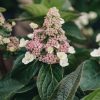 Plants Hydrangea Cottage Garden | Hydrangea Living Infinity
