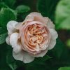 Plants David Austin Roses Rose Garden | Emily Bronte Rose