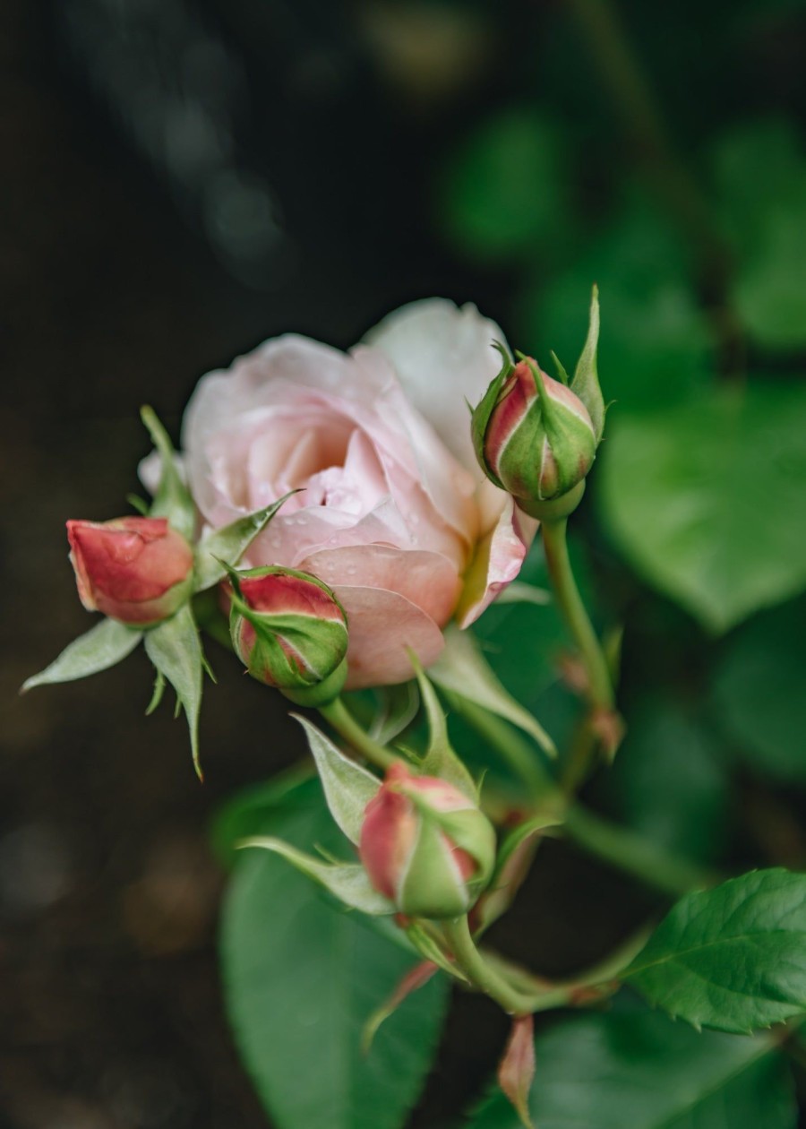 Plants David Austin Roses Rose Garden | Emily Bronte Rose