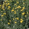 Plants Santolina Pollinator Garden | Santolina Cham. Pretty Caroll