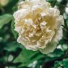 Plants David Austin Roses Rose Garden | David Austin Rosa Mme Alfred Carriere Agm