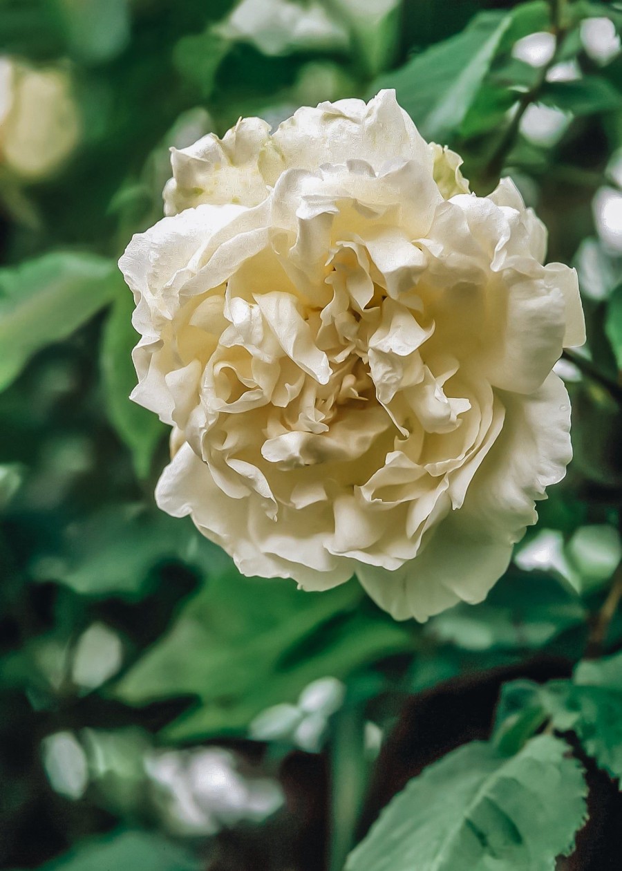 Plants David Austin Roses Rose Garden | David Austin Rosa Mme Alfred Carriere Agm