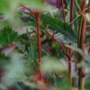 Plants Acer Cottage Garden | Buy Acer Palmatum Sango Kaku