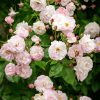 Plants David Austin Roses Rose Garden | Blush Noisette Rose