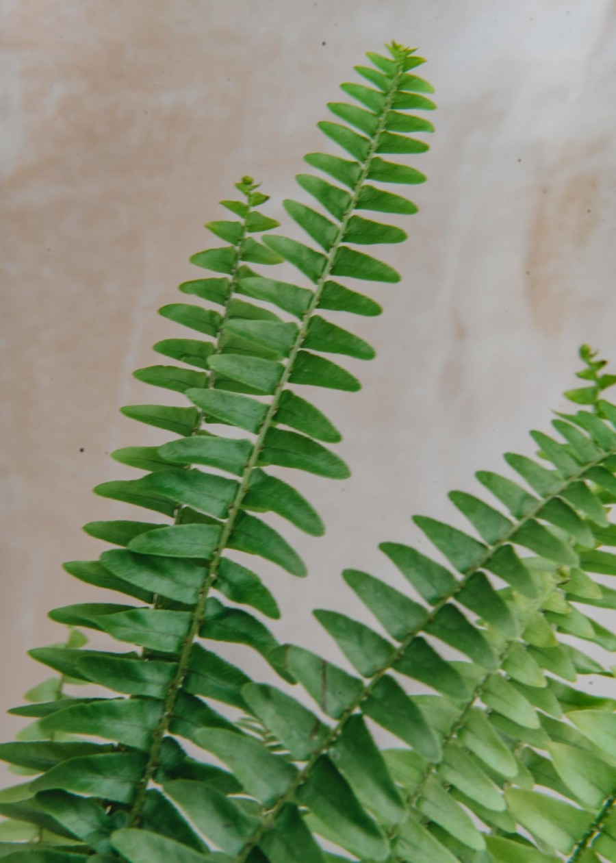 Interiors Houseplants Houseplants & Pots | Buy Nephrolepis Green Lady