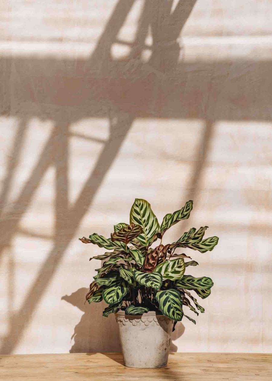 Interiors Houseplants Houseplants & Pots | Calathea Makoyana