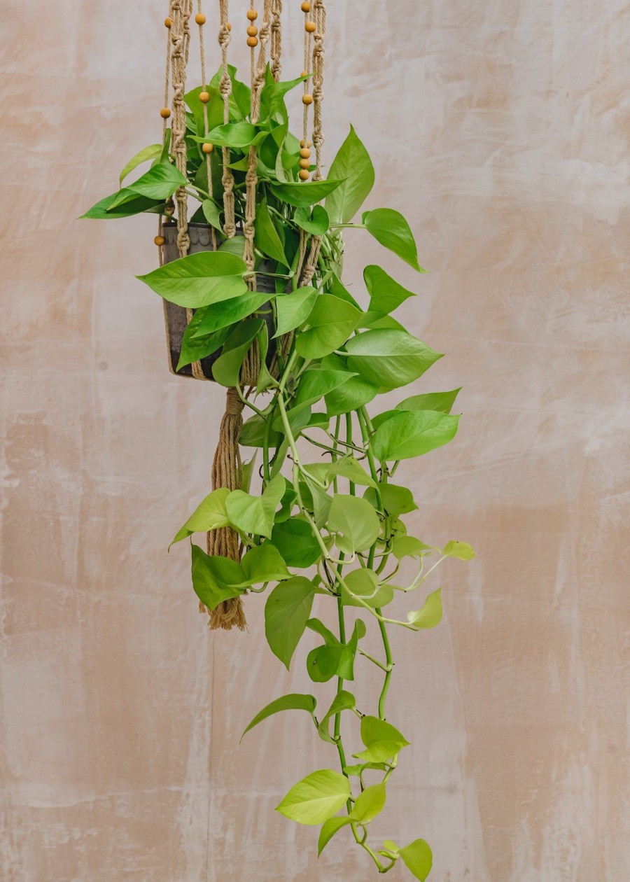 Interiors Houseplants Houseplants & Pots | Scindapsus Golden Pothos
