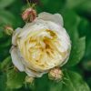 Plants David Austin Roses Rose Garden | Buy David Austin Rosa Vanessa Bell