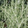 Plants Rosemary Kitchen Garden | Rosmarinus Prostratus Roman Beauty