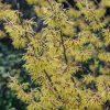 Plants Burford Garden Co. Cottage Garden | Hamamelis Intermedia 'Pallida'