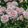 Plants David Austin Roses Rose Garden | A Whiter Shade Of Pale Rose