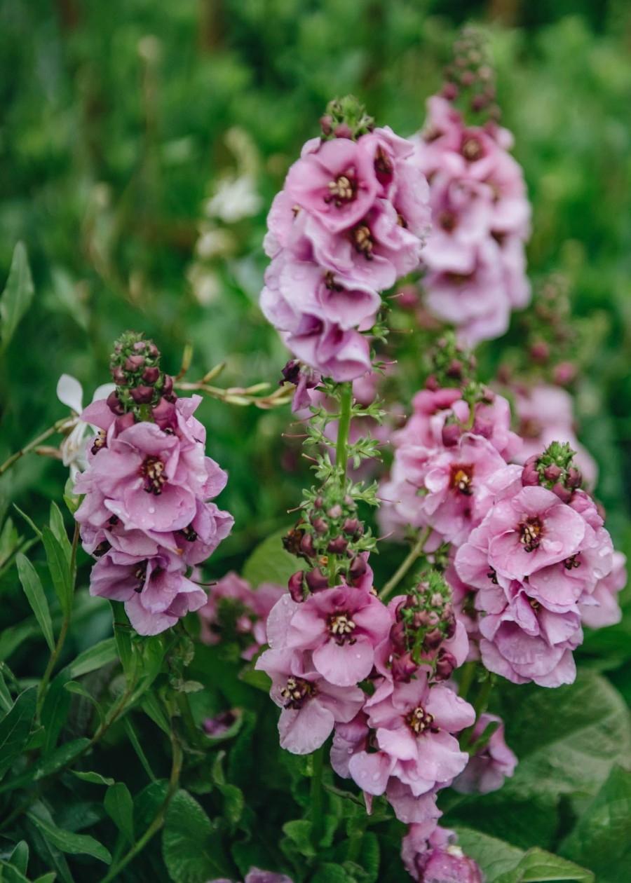 Plants Verbascum Cottage Garden | Verbascum Lavender Lass