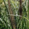 Plants Pennisetum Prairie Garden | Pennisetum Black Arrow