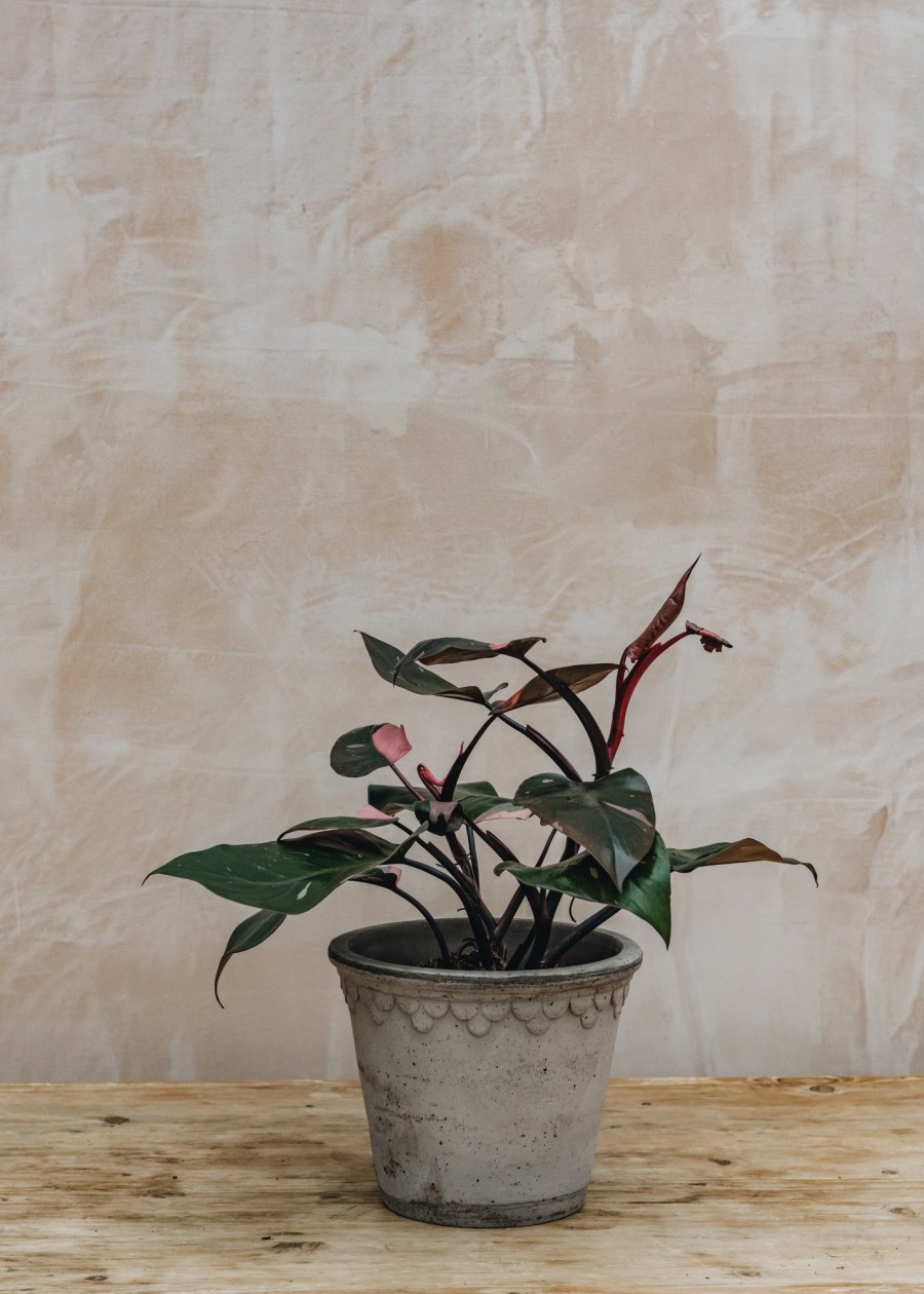 Interiors Houseplants Houseplants & Pots | Philodendron Erubescens Pink Princess
