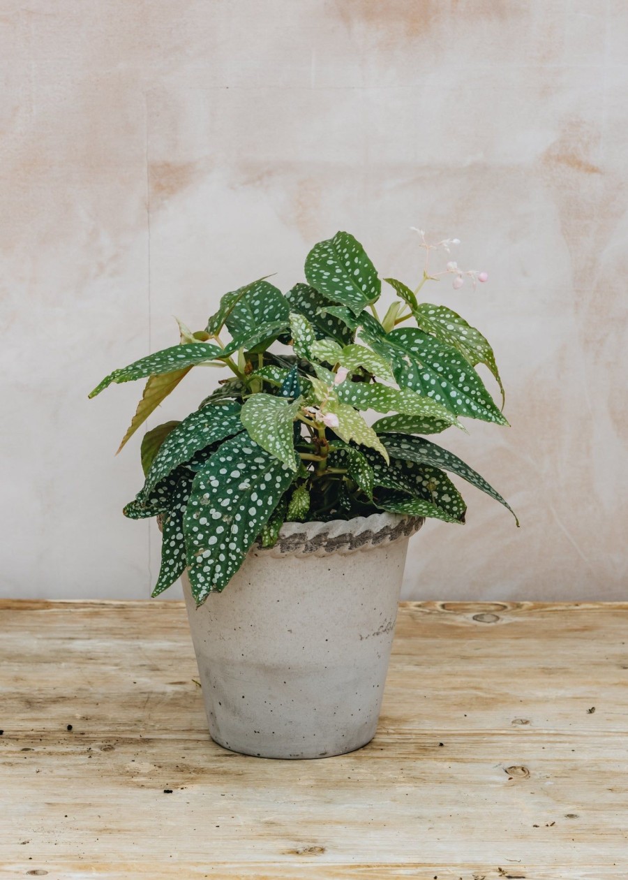 Interiors Burford Garden Co. Houseplants & Pots | Begonia Double Dot
