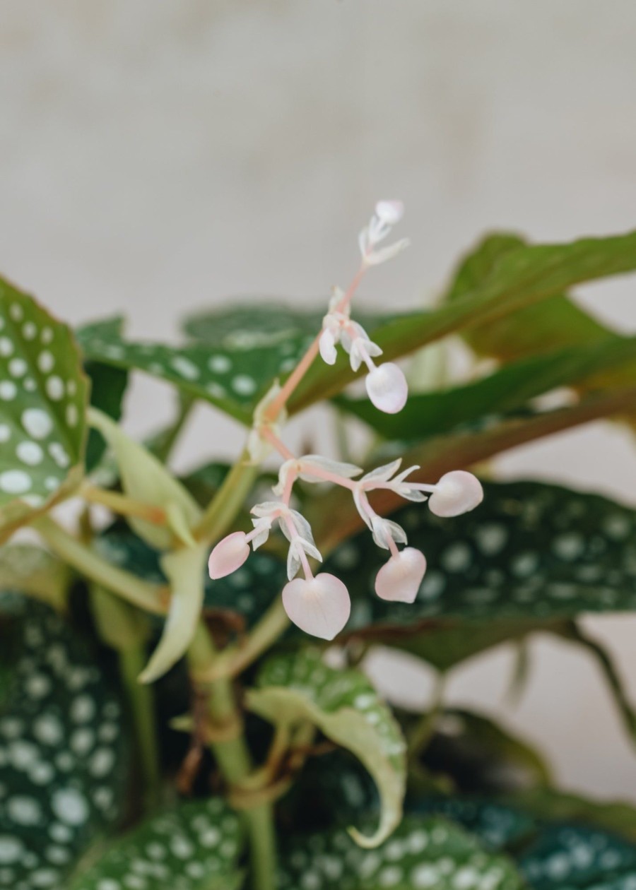 Interiors Burford Garden Co. Houseplants & Pots | Begonia Double Dot