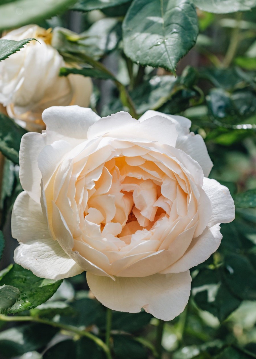 Plants David Austin Roses Rose Garden | David Austin Rosa Wollerton Old Hall
