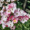 Plants David Austin Roses Rose Garden | Ballerina Agm Rose