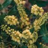 Plants Mahonia Pollinator Garden | Buy Mahonia X Media Charity