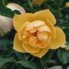 Plants David Austin Roses Rose Garden | Buttercup Rose