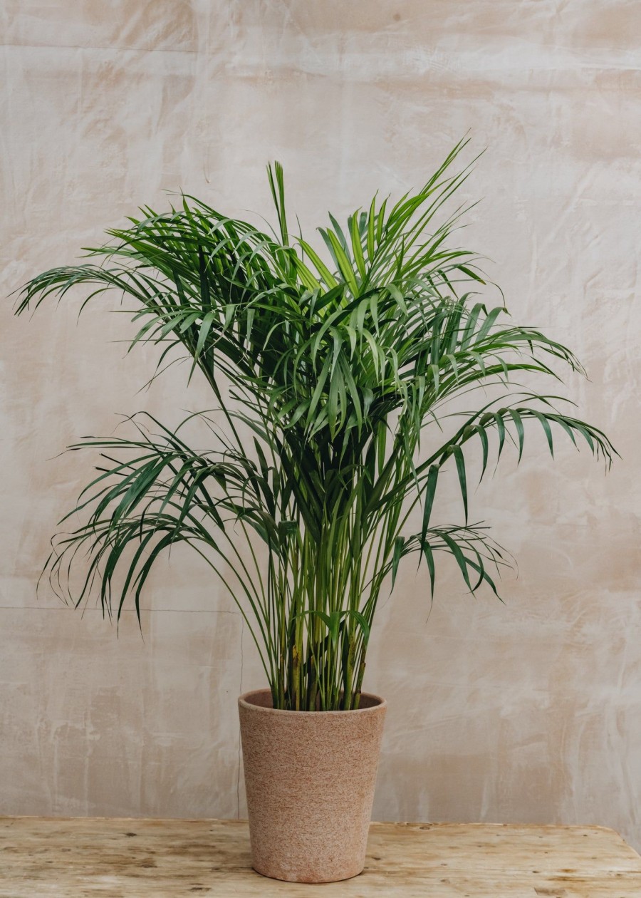 Interiors Houseplants Houseplants & Pots | Areca Dypsis Lutescens 21Cm